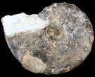 Bumpy Ammonite (Mammites) - Goulmima, Morocco #44642-1